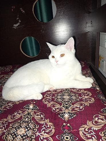 Котёнок пародия-скоттиш страйт -есть свой домик и горшок - Окрас — 3