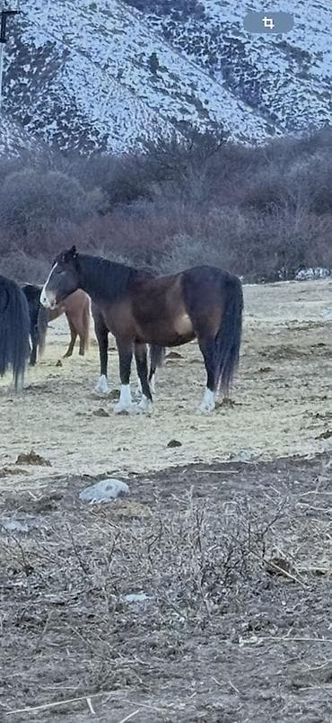 дончак лошадь: Продаю | Кобыла (самка) | Рабочий — 1