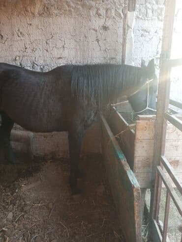 продам козу дойную: Продаю | Кобыла (самка) | Рабочий | Племенные — 11