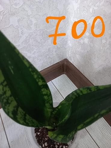 Сансевиерия (Sansevieria) в горшках — несколько сортов комнатных