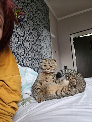 Животные: Отдам даром в добрые руки 🖤Черная кошка - кличка Ханни, 5 лет, чистая — 5