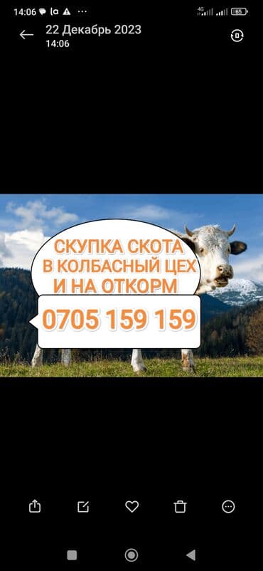 животные для дома: Сатып алам | Уйлар, букалар, Жылкылар, аттар, Башка а/ч жаныбарлары | Күнү-түнү, Бардык шартта, Союлган — 1