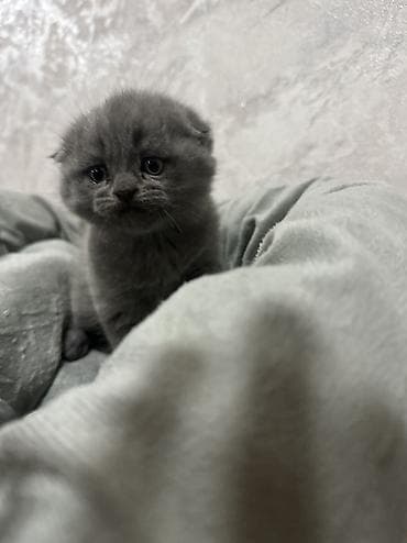 сухой корм для кошек бишкек: Скотиш Фолд (Шотландская вислоухая), 1 месяц, Девочка, Серый — 8