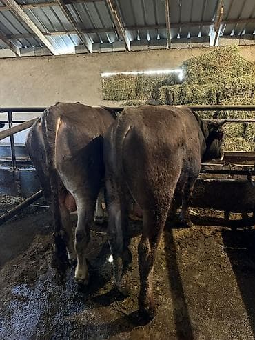 осеменение коров: Продаю | Бык (самец) | Для разведения | Привязанные — 3