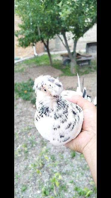 рыбы в аквариум: Продаю Голубей 
Голубь Самес — 2