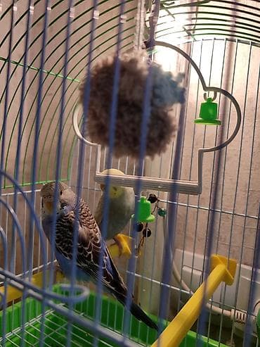 другие животные: Волнистые попугаи. В комплекте клетка, кормушка и т д. учатся — 4