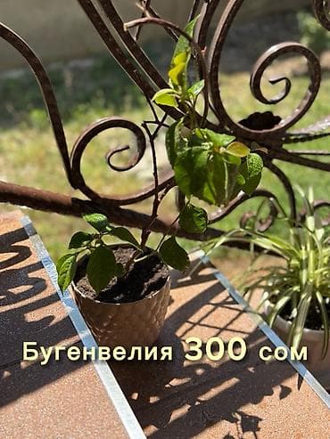 малочай миля: Комнатные растения в горшках. 1) Вариегатная монстера — 4