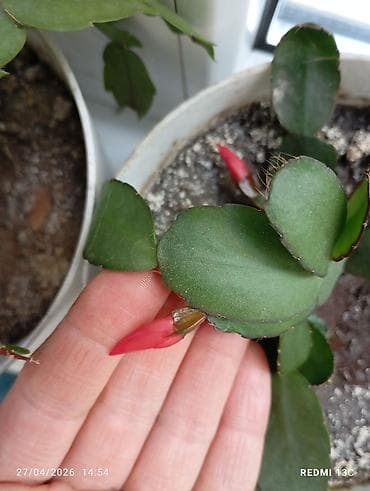 Декабристы, второй год, цветы красные махровые