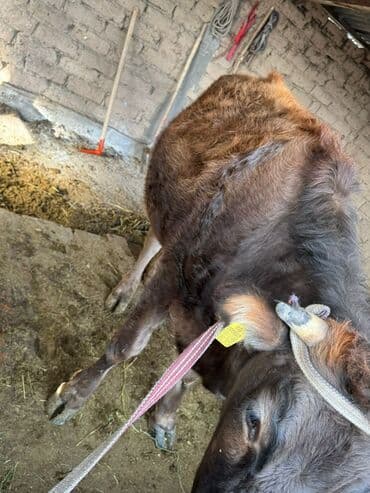 дом для животных: Продаю | Тёлка | Для разведения | Отела не было — 3