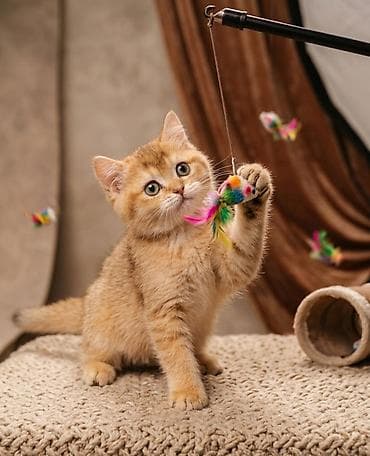 где можно приобрести котенка: Британская короткошёрстная, 4 месяца, Мальчик, Шоколадный — 1