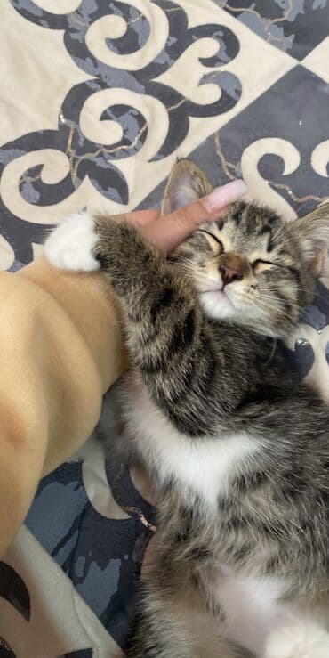 Отдам даром кошку: Беспородная, 2 месяца, Мальчик, Приучена к лотку — 2