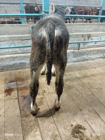 растение для аквариума: Продаю | Бык (самец) | Швицкая | Для разведения | Искусственник — 6