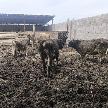 баран кара балта: Продаю | Бык (самец) | На откорм — 1