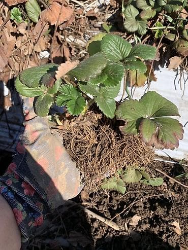 Рассада садовой земляники (клубники), выкопанная с комом корней. -