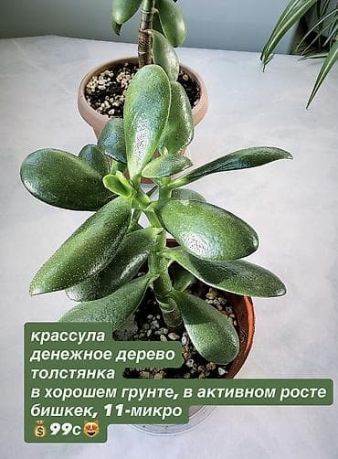 цветок фикус: Жонокой болмо гулдору Фикус акча гулу кактус папоротник жб — 5