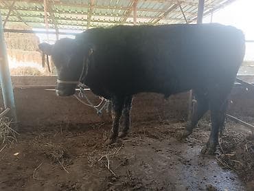 сушь рамки: Продаю | Бык (самец) | Ангус, Абердин-ангус | На откорм | Привязанные — 4