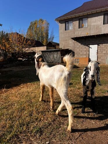 Грызуны: Продаю | Козлёнок | Для разведения — 5