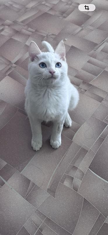 Белоснежный кот с ярко-голубыми глазами. Короткая густая шерсть — 2
