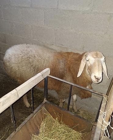 Услуги ветеринара: Продаю | Баран (самец) | Арашан | Для разведения — 2