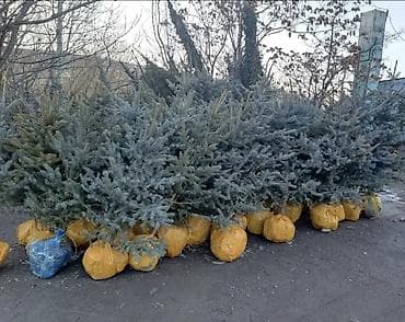 кресло ош: Көчөттөр дарактардын: Туялар, Акылуу жеткирүү — 1