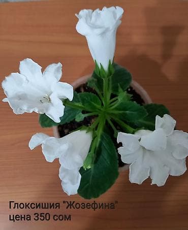 Глоксиния «Жозефина» Адрес-Токтогула/Уметалиева - Домашнее горшечное