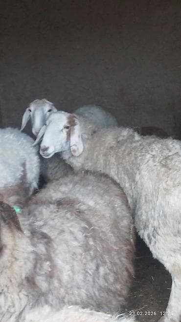 животные крс: Продаю | Овца (самка) | Для разведения — 8