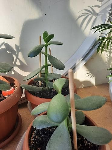 Уход и хранение одежды: Денежное дерево приносит благополучие в дом, где растет, хорошо — 7