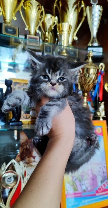 купить кошку в бишкеке: ( фотографии родные Не с интернета и не искусственный — 6