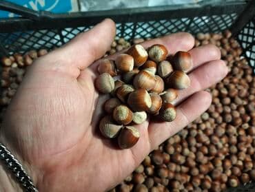 лесной орех: Фундук в скорлупе

- 500 сом за 1 кг — 1