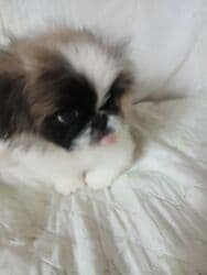 Вязка собак: Пекинес, 3 месяца, Самец, С прививкой, С родословной — 3