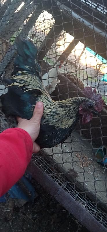 инкубатор норма: Продаю | Петух | Для разведения — 3