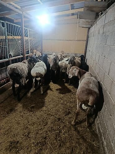 маленький баран: Продаю | Баран (самец) | На забой | Котные — 1