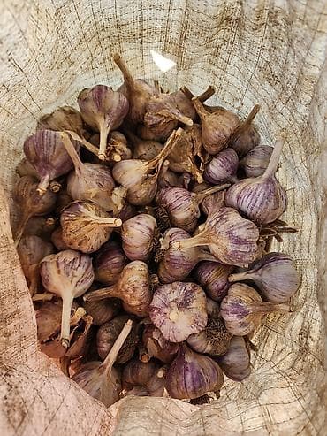 Продукты питания: Чеснок Оптом — 1