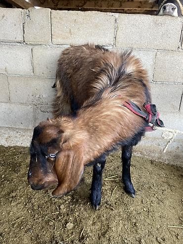 Продаю | Коза (самка) | Нубийская | Для разведения