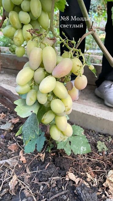 куплю саженцы винограда: Продаю Саженцы столового винограда — отборные сорта: -Хусейне черный — 4