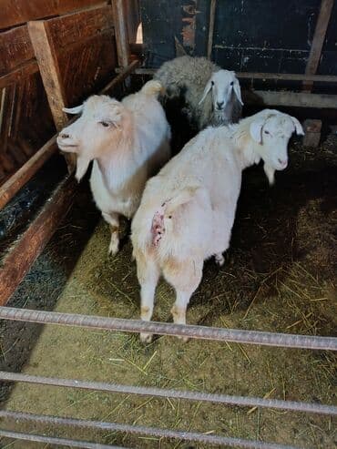 бордер коли собака: Продаю | Коза (самка) — 4