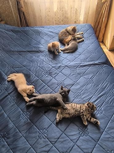 Кошка даром: Скотиш Фолд (Шотландская вислоухая), 2 месяца, Мальчик, Приучена к лотку
