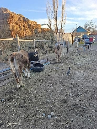 кошки собаки: Продаю | Музоо, торпок | Полукровка | На откорм | Привязанные — 3