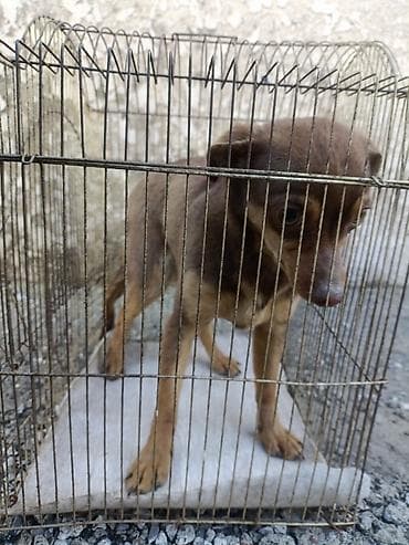 хаски 8 месяцев: Чихуахуа, 6 месяцев, Самка, С прививкой — 1