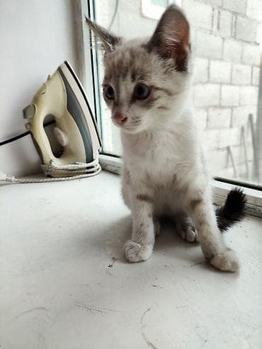 щенок дворняжка: Кошка даром: Беспородная, 3 месяца, Мальчик, Приучена к лотку, Проглистована — 2