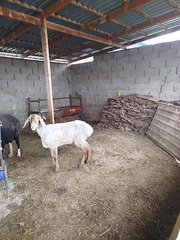барда для коров: Продаю | Овца (самка) | Для разведения | Матка — 5