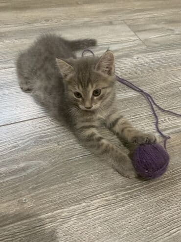 щенки охотничьих собак: Кошка даром: Беспородная, 2 месяца, Девочка, Приучена к лотку — 30