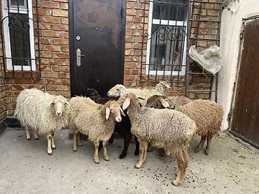 ечки кой: Продаю | Овца (самка) | Полукровка | На забой, Для разведения, Для шерсти | Ярка — 4