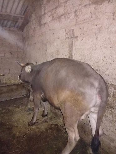 как бросить курить: Продаю | Корова (самка), Тёлка, Музоо, торпок | На забой, Для разведения | Привязанные — 4