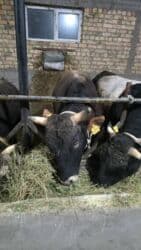 работа в бишкеке швейный цех упаковщик 2020: Талап кылынат Малчы, Төлөм Ай сайын — 3