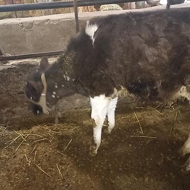 тай кунтуу: Продаю | Бык (самец) — 8