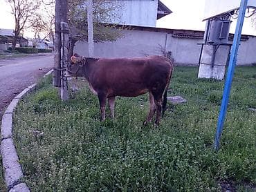 ангус бык: Продаю | Корова (самка) | На откорм | Привязанные — 2