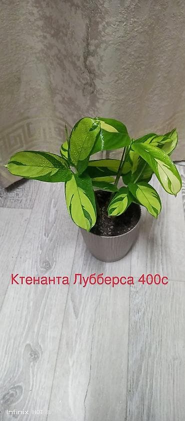 другие комнатные растения: Комнатные растения в горшках: - Хлорофитум Бони — 400 с Компактная — 10
