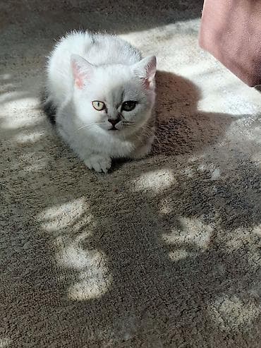 где купить кошку в бишкеке: Скотиш Страйт (Шотландская прямоухая), 2 месяца, Мальчик, Рыжий, Приучена к лотку — 2