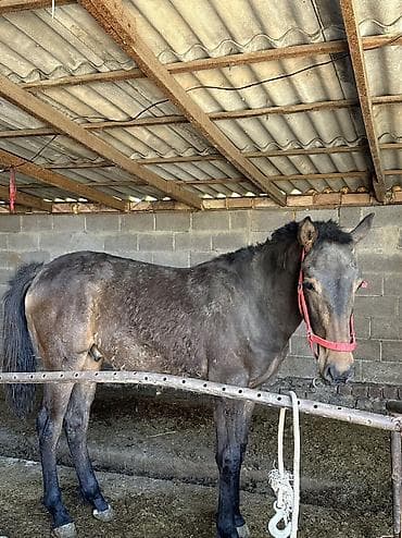 скупка лошадей: Продаю | Жеребец | Полукровка | Конный спорт | Племенные — 2